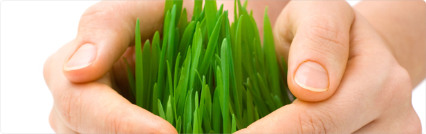 greeno